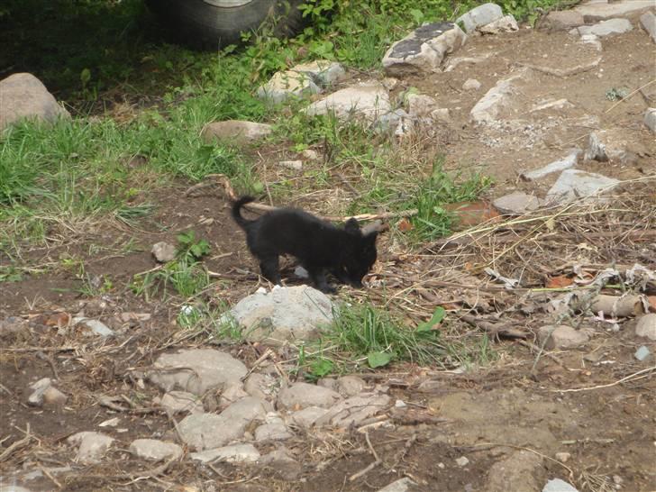 Chihuahua Ninja billede 5