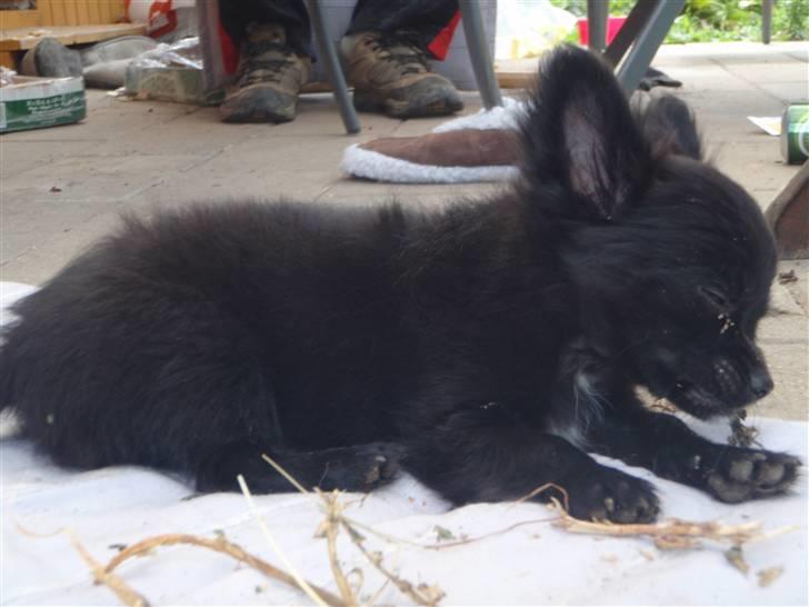 Chihuahua Ninja billede 6