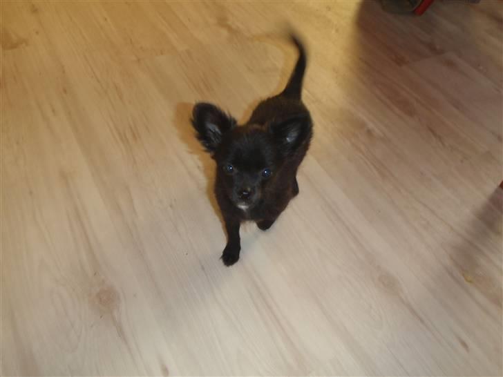 Chihuahua Ninja billede 7