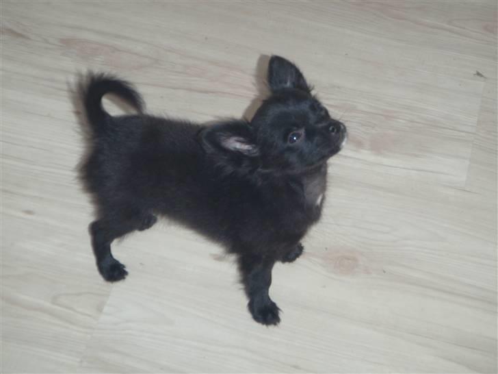 Chihuahua Ninja billede 8