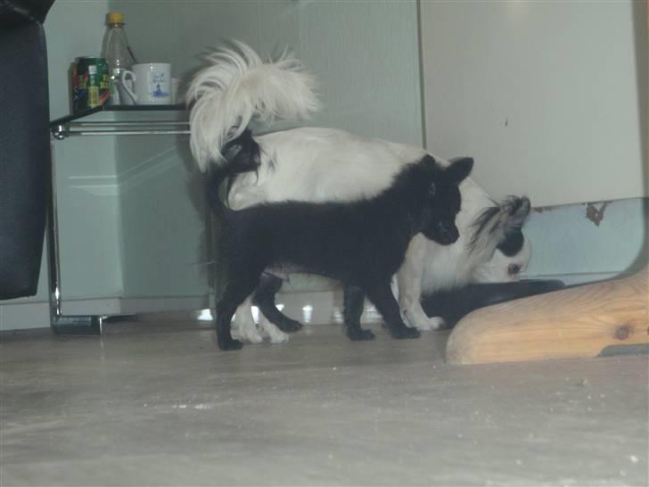 Chihuahua Ninja billede 9