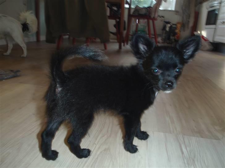 Chihuahua Ninja billede 10