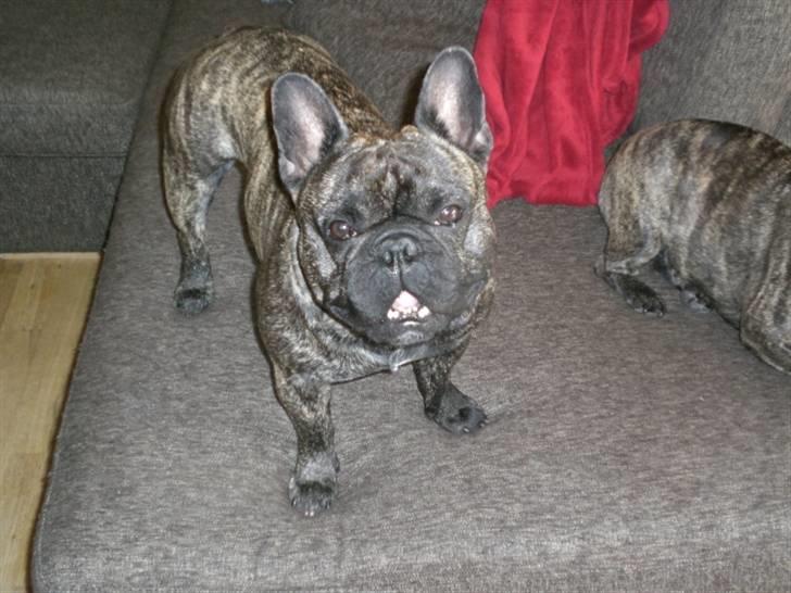 Fransk bulldog Basse - Øh..... billede 14
