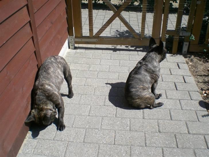 Fransk bulldog Basse - Ligefør jeg vælter ind i skuret. billede 15