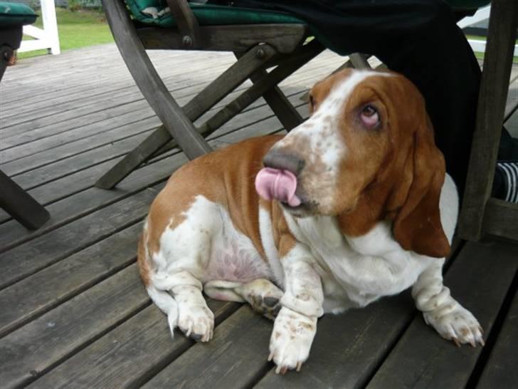 Basset hound Tosca billede 6