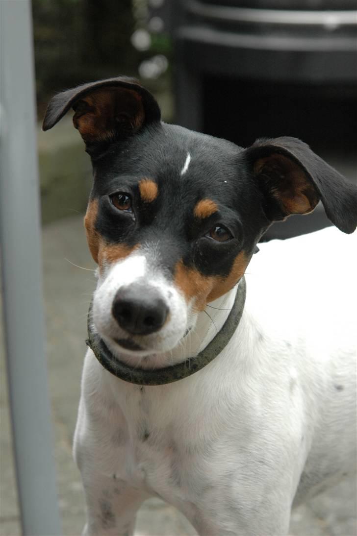 Blanding af racer Mickey - Velkommen til min profil... I kan læse hvad min ejer har skrevet om mig nedenunder. Foto: Oliver Andreasen(Ejeren) billede 1