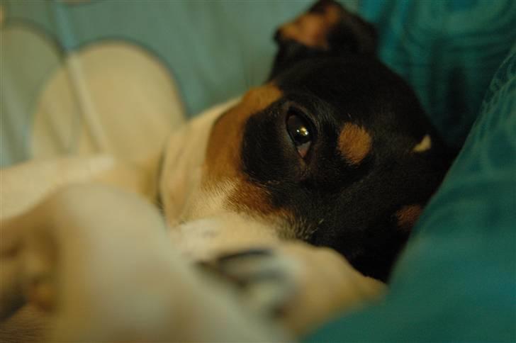 Blanding af racer Mickey - Jeg kan sagtens putte...Foto: Oliver Andreasen(Ejeren) billede 2