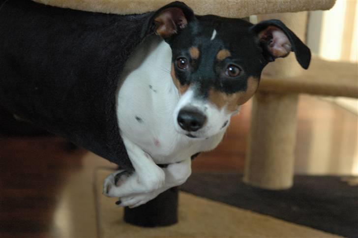 Blanding af racer Mickey - Foto: Oliver Andreasen(Ejeren) billede 3