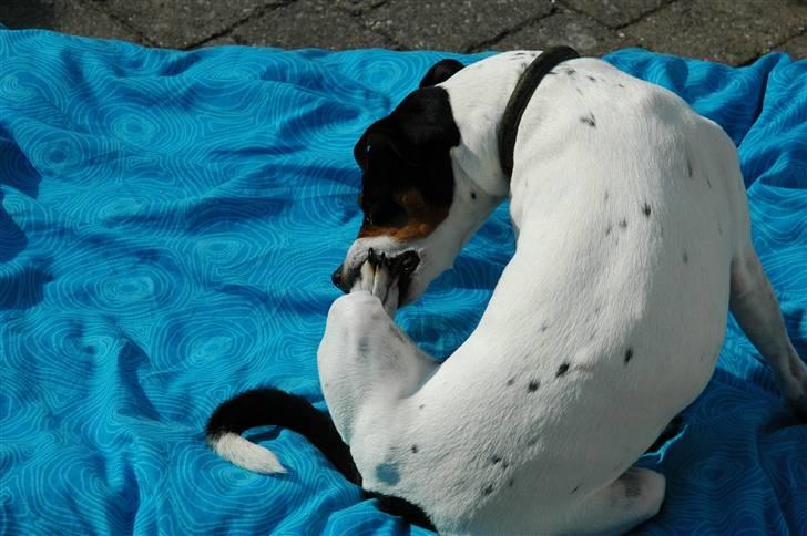 Blanding af racer Mickey - Sure tæer...Foto: Oliver Andreasen(Ejeren) billede 4