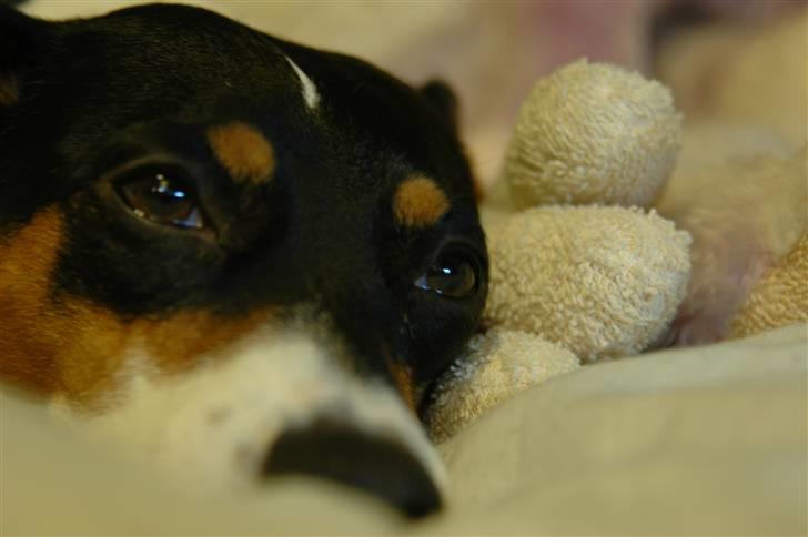 Blanding af racer Mickey - Foto: Oliver Andreasen(Ejeren) billede 5