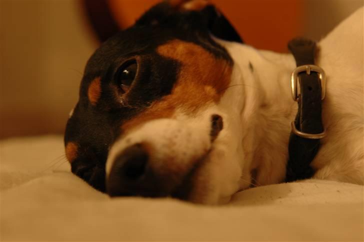 Blanding af racer Mickey - Foto: Oliver Andreasen(Ejeren) billede 6