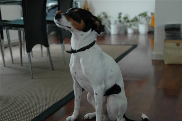 Blanding af racer Mickey - Godbid på næsen...Foto: Oliver Andreasen(Ejeren) billede 7