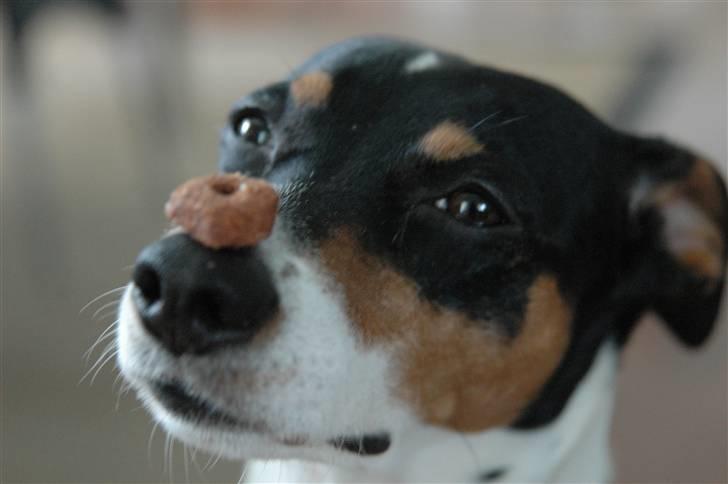 Blanding af racer Mickey - Foto: Oliver Andreasen(Ejeren) billede 8