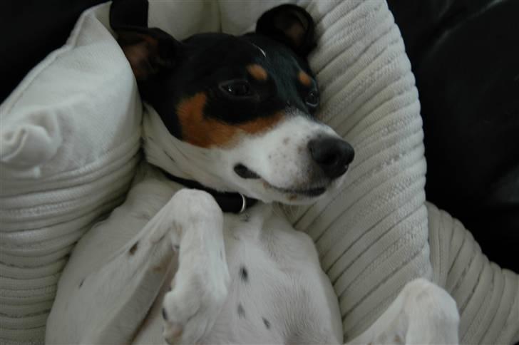 Blanding af racer Mickey - Foto: Oliver Andreasen(Ejeren) billede 9