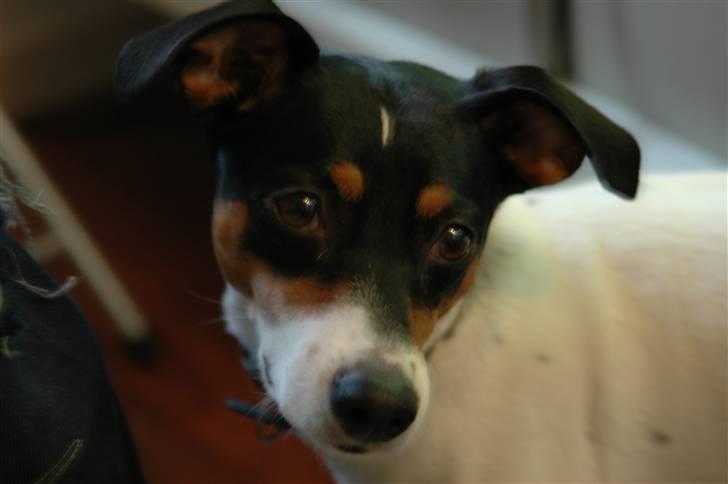 Blanding af racer Mickey - Foto: Oliver Andreasen(Ejeren) billede 10