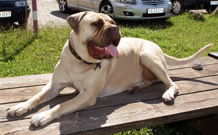 Bullmastiff Baby billede 10