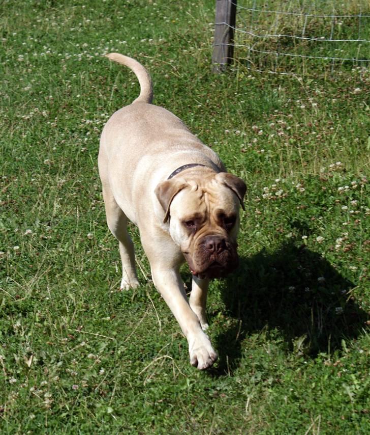 Bullmastiff Baby billede 11