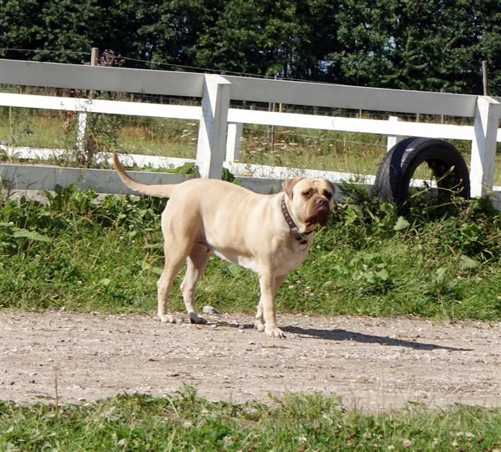 Bullmastiff Baby billede 14