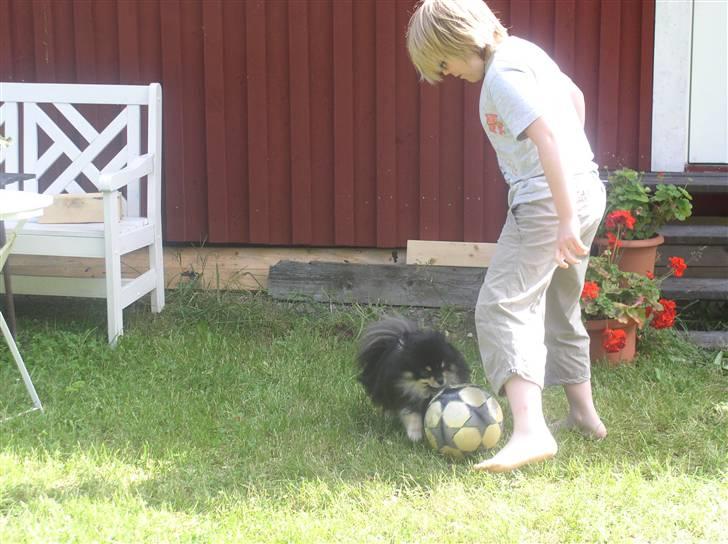 Pomeranian Gizmo billede 8