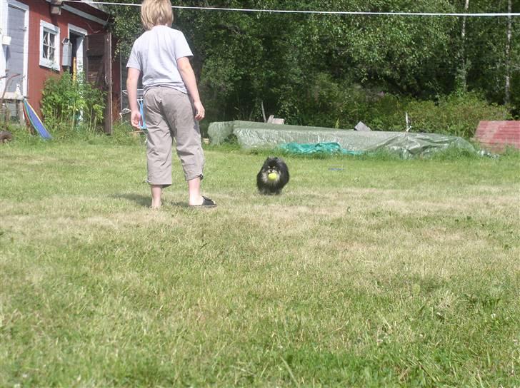 Pomeranian Gizmo billede 9