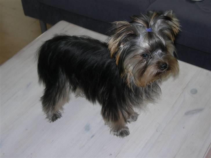Yorkshire terrier Chili - 6mdr billede 5