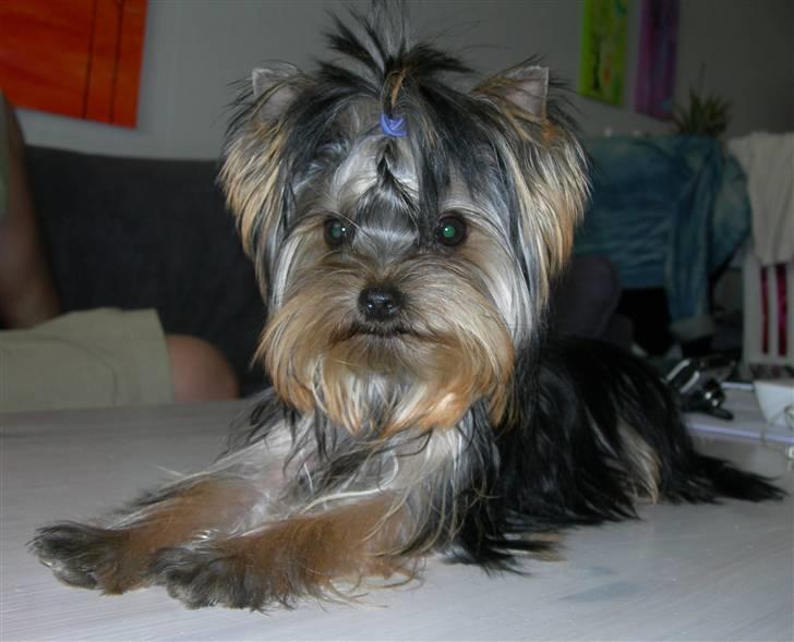Yorkshire terrier Chili - 6mdr billede 6