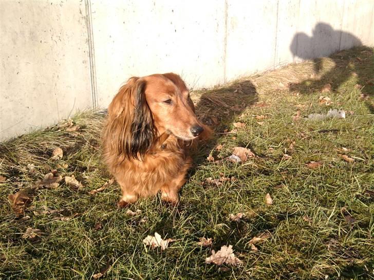 Gravhund pelle billede 18
