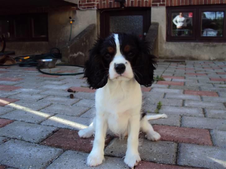 Cavalier king charles spaniel Cuba billede 16