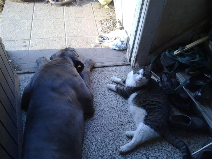 Grand danois Cody billede 1