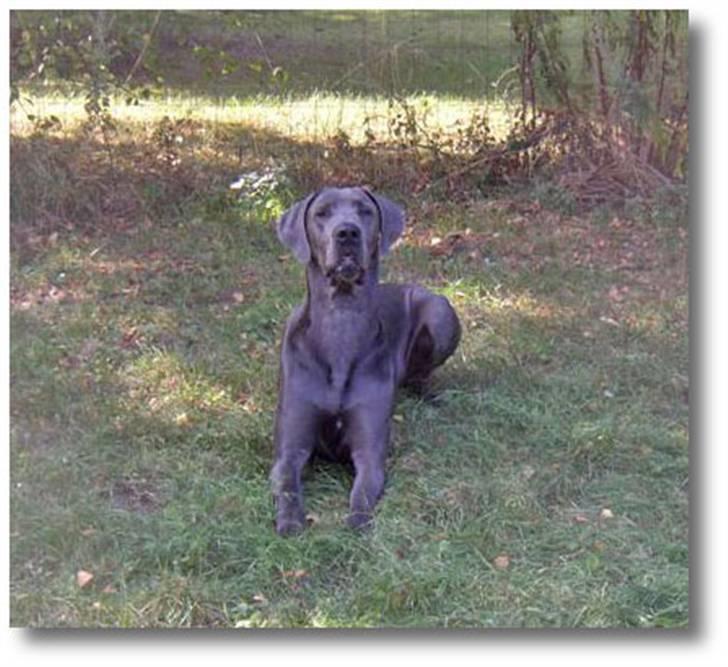 Grand danois Cody billede 2