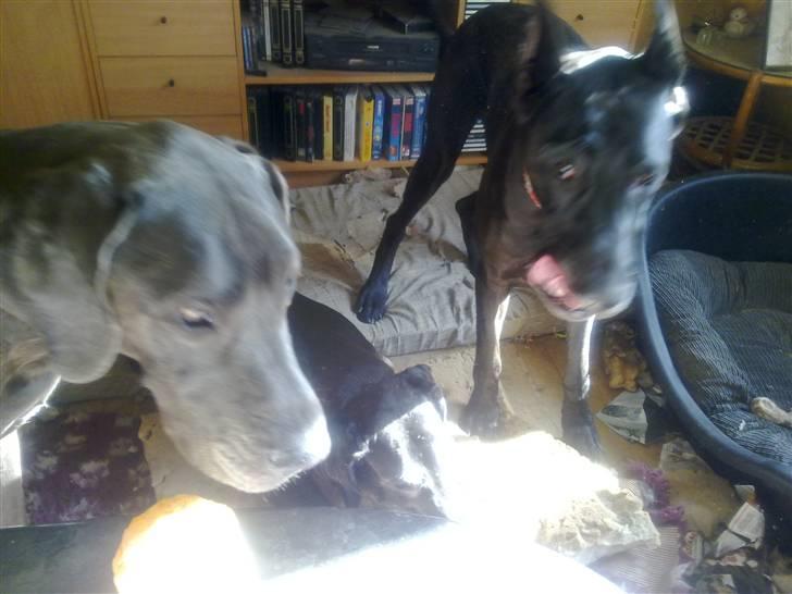 Grand danois Cody billede 3