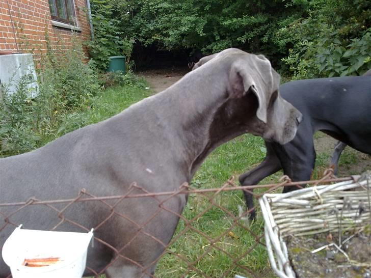 Grand danois Cody billede 4