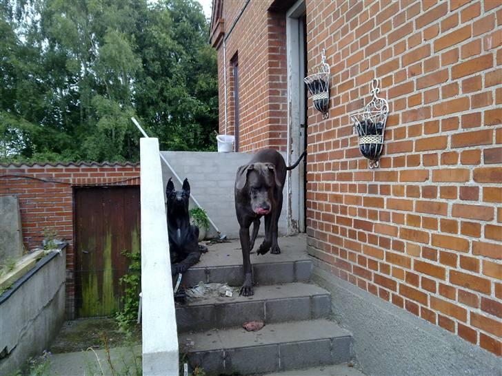 Grand danois Cody billede 5