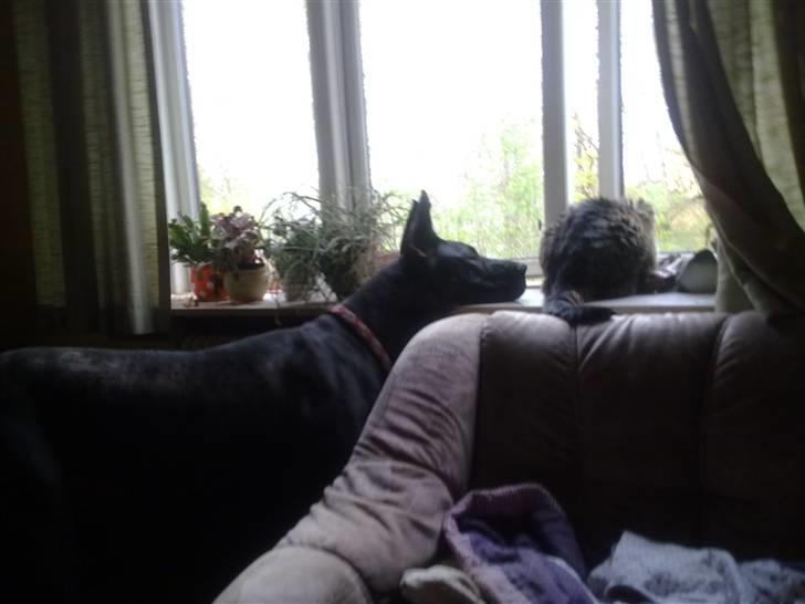 Grand danois Ansi billede 1