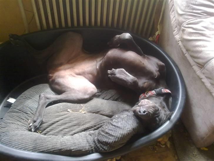 Grand danois Ansi billede 2