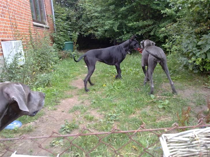 Grand danois Nawty billede 1