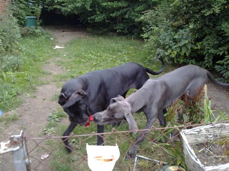 Grand danois Nawty billede 3