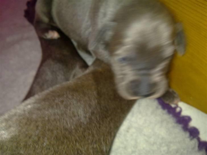 Grand danois Nawty billede 4