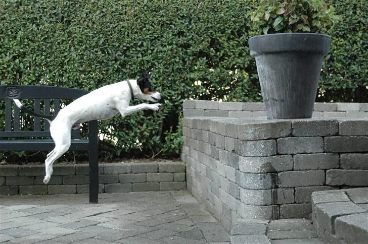 Blanding af racer Mickey - Er jeg ikke god til at springe..? Foto: Oliver Andreasen(Ejeren)  billede 11