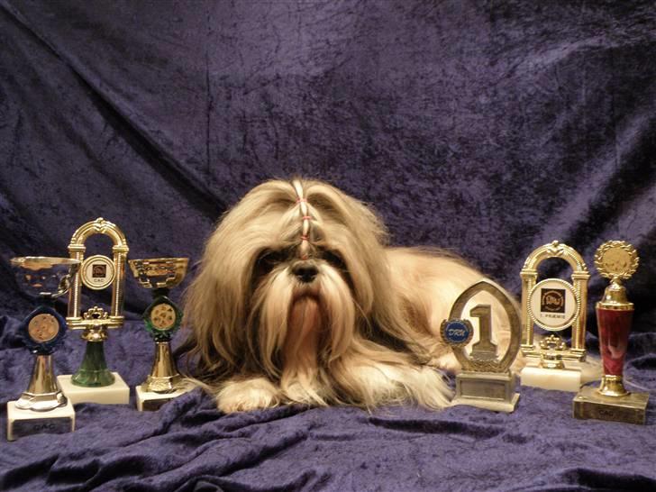 Shih tzu Buster billede 1