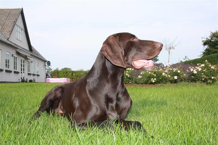 Korthåret hønsehund Ryttersminde's Balder billede 11