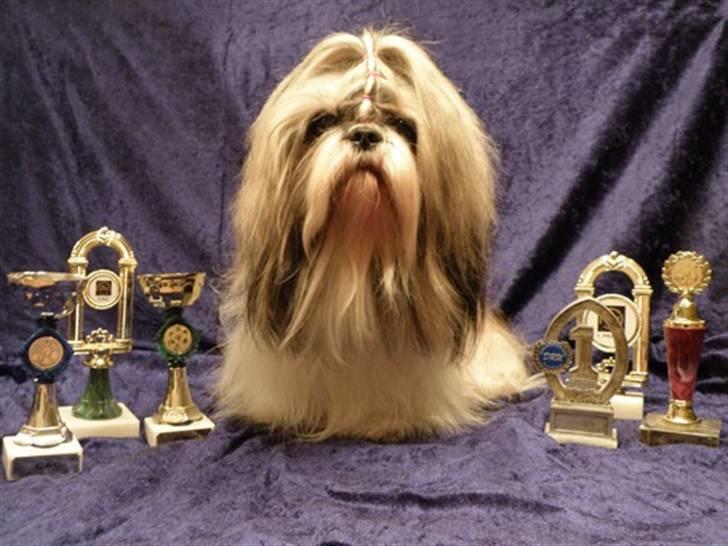 Shih tzu Buster billede 2