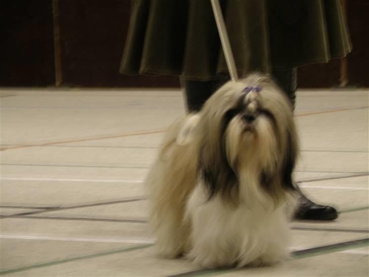 Shih tzu Buster billede 3