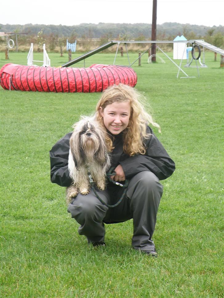 Shih tzu Buster billede 4