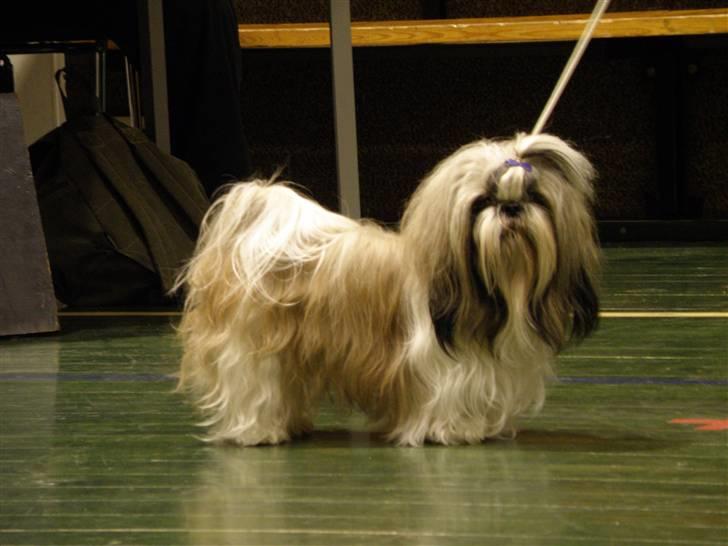 Shih tzu Buster billede 5