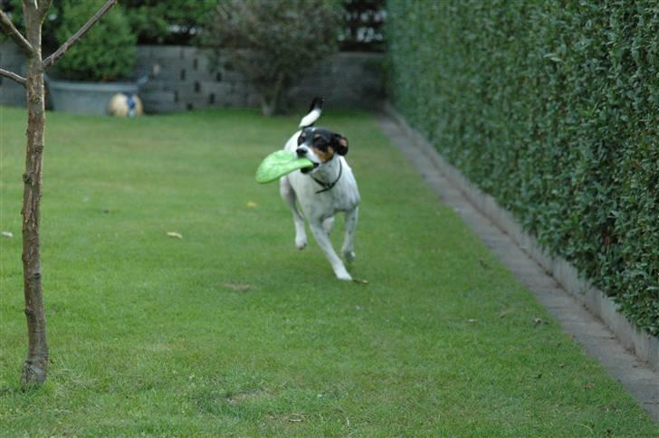 Blanding af racer Mickey - Foto: Oliver Andreasen(Ejeren)  billede 12