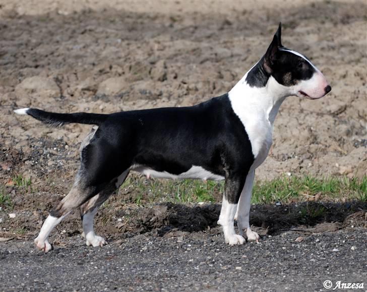 Bullterrier Smokey - Smokey-Doky billede 1
