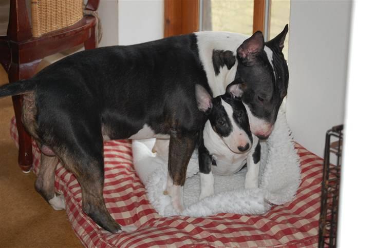 Bullterrier Smokey - Louis & Smokey billede 2