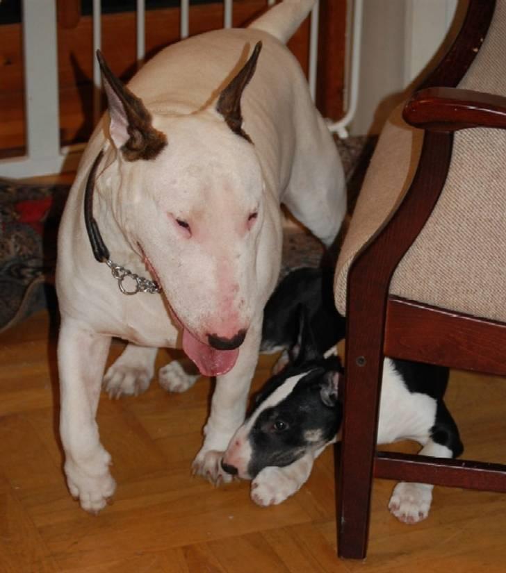 Bullterrier Smokey - Ludvig & Smokey billede 3