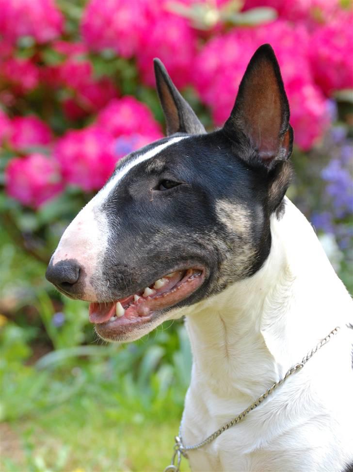 Bullterrier Smokey - Smokey-Doky billede 4